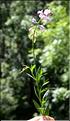 Polygala_vulgaris_SP