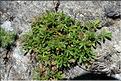 Potentilla_fagineicola1_SP