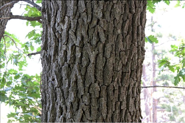 Quercus_petraea1_SP
