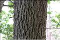 Quercus_petraea1_SP