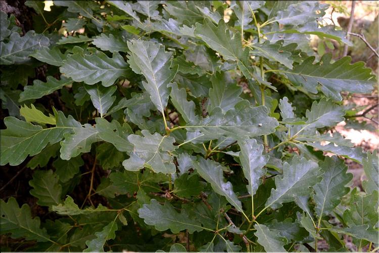 Quercus_petraea2_SP