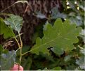 Quercus_petraea3_SP