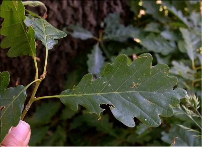 Quercus_petraea4_SP