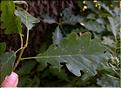 Quercus_petraea4_SP