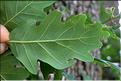 Quercus_petraea5_SP