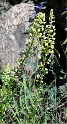 Reseda_lutea1_SP