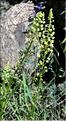 Reseda_lutea1_SP
