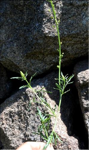 Reseda_lutea2_SP