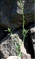 Reseda_lutea2_SP