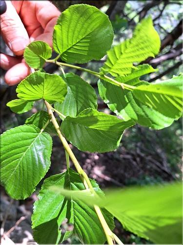 Rhamnus_alpina_XL