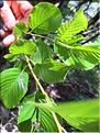 Rhamnus_alpina_XL