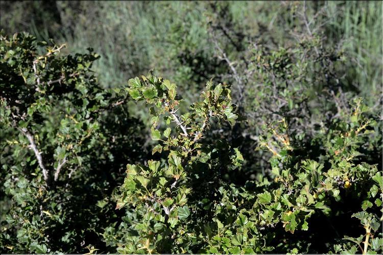 Ribes_uva-crispa_SP