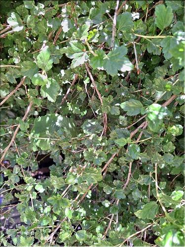 Ribes_uva-crispa_XL