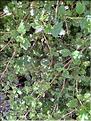 Ribes_uva-crispa_XL