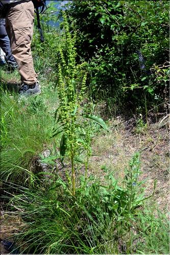 Rumex_longifolius2_SP