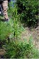 Rumex_longifolius2_SP