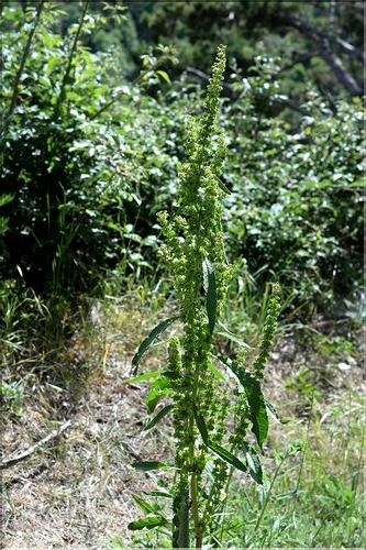 Rumex_longifolius3_SP