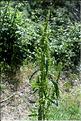Rumex_longifolius3_SP