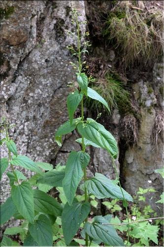 Scrophularia_nodosa1_SP