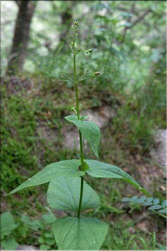 Scrophularia_nodosa2_SP