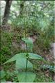 Scrophularia_nodosa2_SP
