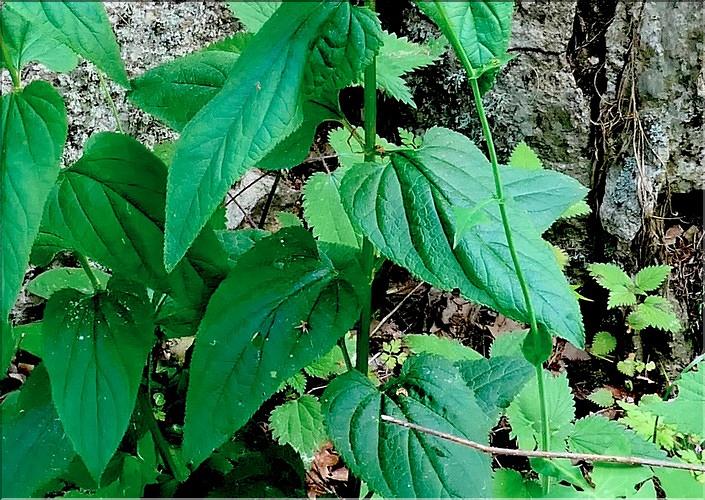 Scrophularia_nodosa3_ME