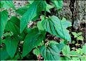 Scrophularia_nodosa3_ME