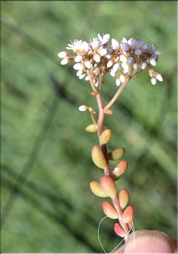 Sedum_dasyphyllum�_SP