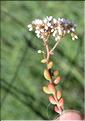 Sedum_dasyphyllum�_SP