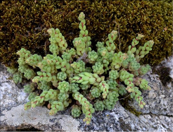 Sedum_hirsutum_SP
