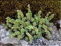 Sedum_hirsutum_SP