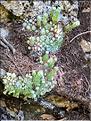 Sempervivum_arachnoideum_XL
