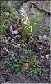 Silene_nutans1_SP