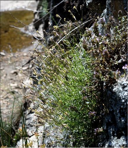 Silene_saxifraga1_SP