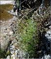 Silene_saxifraga1_SP