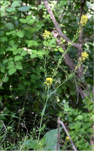 Sisymbrium_austriacum1_SP