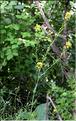Sisymbrium_austriacum1_SP