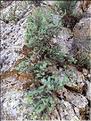 Thymelaea_dioica1_XL