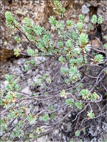 Thymelaea_dioica2_XL