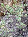 Thymelaea_dioica2_XL