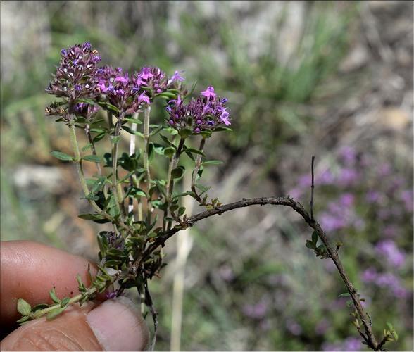 Thymus_pulegioides1_SP