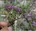 Thymus_pulegioides1_SP