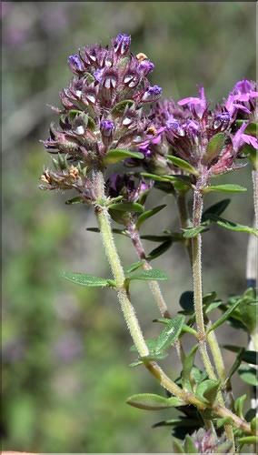 Thymus_pulegioides2_SP