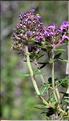 Thymus_pulegioides2_SP