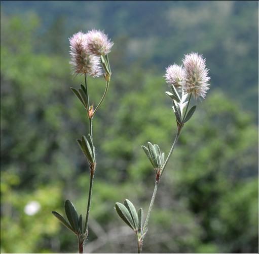Trifolium_arvense_SP
