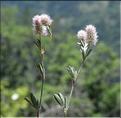 Trifolium_arvense_SP