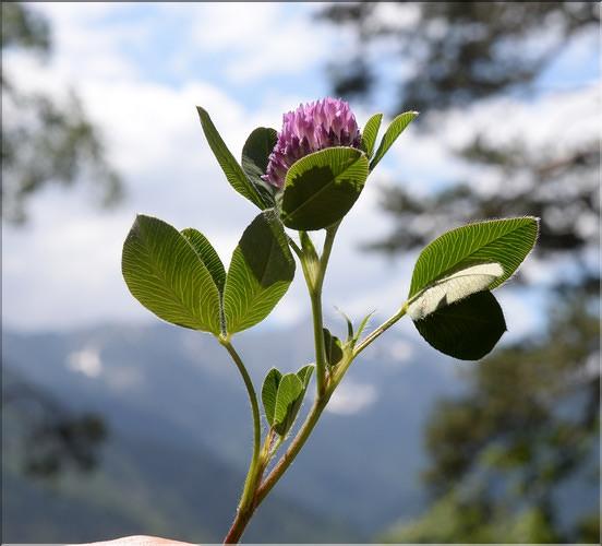 Trifolium_medium_SP