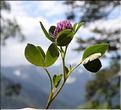 Trifolium_medium_SP