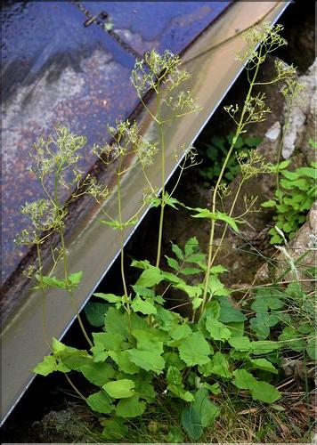 Valeriana_tripteris_SP