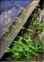 Valeriana_tripteris_SP